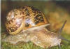 Sale Snails