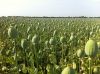 DRIED POPPY PODS ORGANIC HIGH QUALITY POPPIES