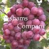 we offer fresh grapes