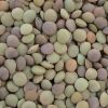 Sell Green Lentils