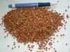 Sell roasted buckwheat kernel