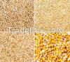 Feed wheat, corn, barley