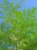 Sell Moringa