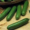 Sell fresh cucumbers