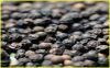 Black Pepper 500g/l