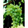 Sell Grape Seed Extract