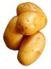 WE CAN SUPPLY YOU POTATOES ORIGIN  BANGLADESH