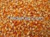 Dry yellow corn for animal feed