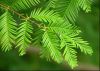 Sell Dawn Redwood tree seeds