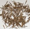 Sell moso bamboo seeds