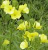 Evening Primrose Extract powder