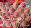 Sell red fuji apple