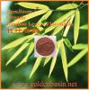 bamboo leaf flavonoids