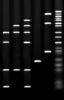 Ethidium Bromide(EtBr) Solution