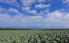 Fresh cabbages for sale