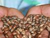 CASTOR SEEDS