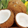 Coconut