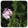 GERANIUM ESSENTIAL OIL