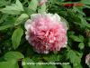 Sell Chinese double pink tree peony( paeonia suffruticosa)