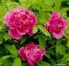 Sell traditional Chinese double purple tree peonies