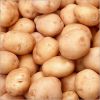 GARDEN FRESH POTATO AVAILABLE FOR EXPORTS