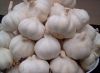 Fresh White Garlic