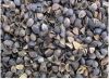 Sell buckwheat husks (hull)