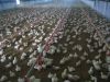 Sell automatic poultry farm equipment