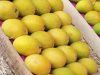 Fresh Alphonso Mango Exporter