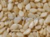 Sesame Seeds