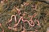 Wholesale Bloodworms