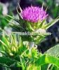 Sell  Silymarin (Milk Thistle Extract ) USP32