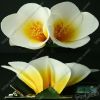 Sell Artifical Plumeria Hawaiian Fabric Flowers For Hair Clip