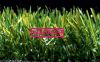 NM003 VANCOUVER, artificial grass, new moon grass, CE