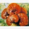 Ganoderma extract