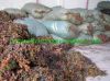 Sell Brown Sargassum Seaweed