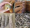 Holothuria Mexicana Dried Sea Cucumber (High Quality)