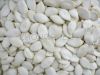 Sell snow white pumpkin seed