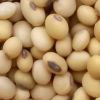 Soya Beans