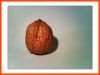 Sell walnuts in shell