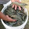 Sell Black Tiger Shrimps