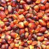 Palm Kernel Oil For Sale