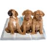 Sell puppy training pad