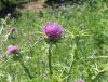 Pure Natural  Milk Thistle Extract /Silymarin