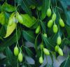 Selling Neem Oil and Neem Cake