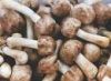 Agaricus blazei extract