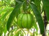 Garcinia Cambogia Extract