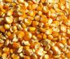  Maize | Maize Exporter | Corn Grain Seller | Maize Buyer | Bulk Maize Grain Importer | Corn bean Buyer | Corn bean Wholesaler | Corn Grain Manufacturer | Best Quality Corn Grain | Cheap Maize Supplier | Low Price Corn | Yellow Corn | White Cron | Baby Ma