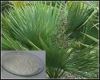 Sell Saw Palmetto Fruit Extract