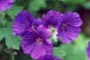 Geranium Extract